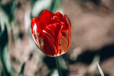 Sarı arka planda kırmızı lale
