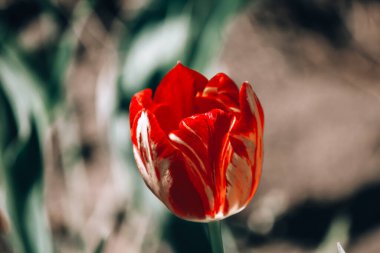 Sarı arka planda kırmızı lale