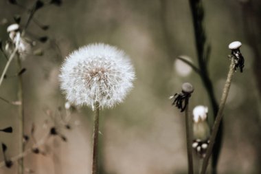 açık arkaplanda beyaz karahindiba 