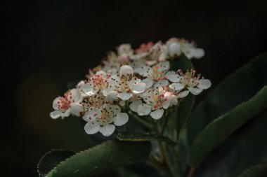 Koyu arkaplanda küçük beyaz kızılcık çiçekleri 