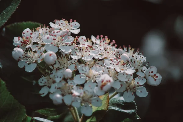 Małe Białe Kwiaty Łabędzia Ciemnym Tle — Zdjęcie stockowe