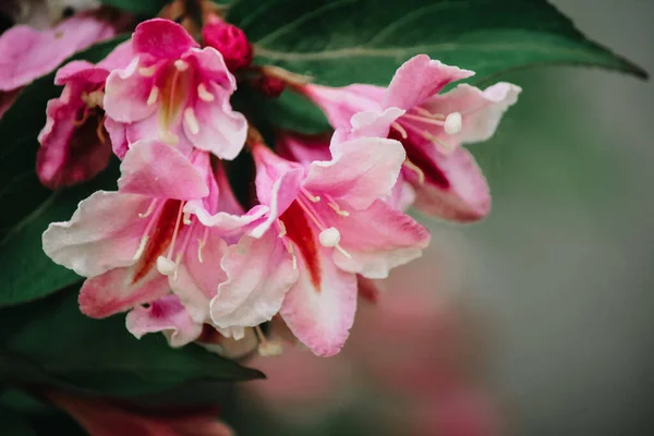 明亮的粉红色和红色花园花 — 图库照片