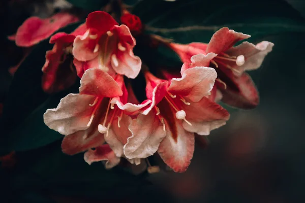 明亮的粉红色和红色花园花 — 图库照片