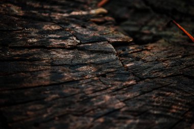 Eski ahşap makro doku 