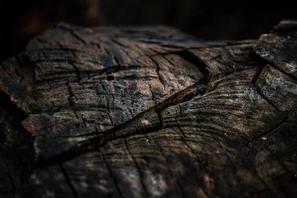 Textura Macro Madera Vieja — Foto de Stock