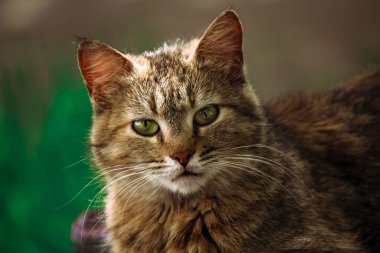 Gri bir kedinin portresi. 