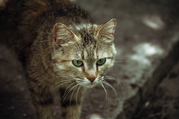 Porträtt Foto Grå Katt — Stockfoto