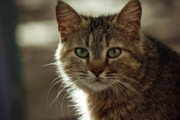 Portré Fotó Egy Szürke Macskáról — Stock Fotó