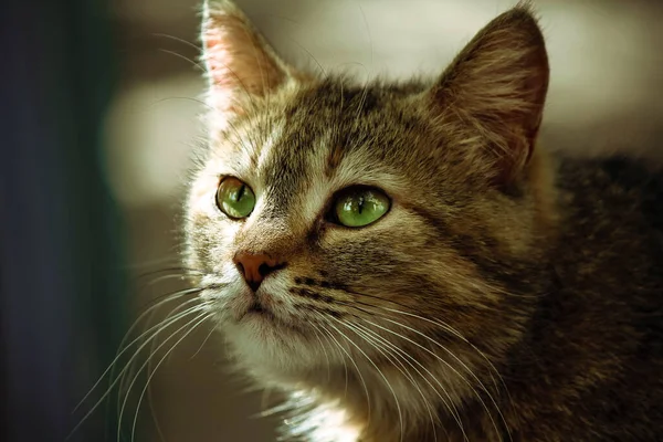 Foto Retrato Gato Cinza — Fotografia de Stock