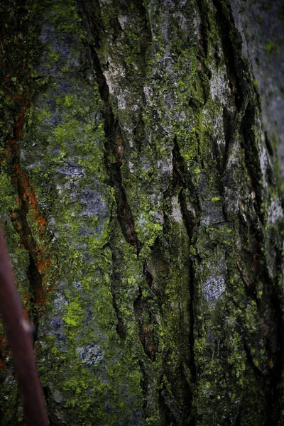 密接して古い木のコントラストの質感 — ストック写真
