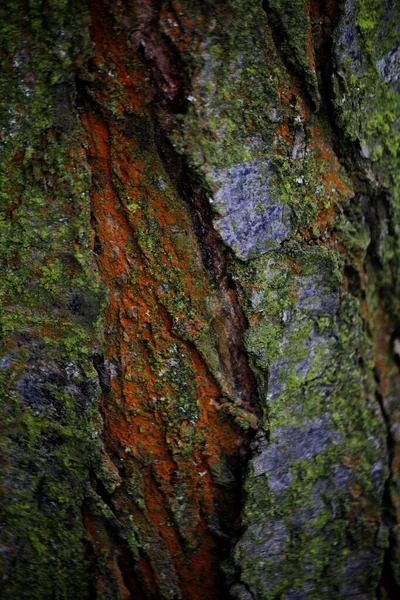 Texture Contrastée Vieux Bois Gros Plan — Photo