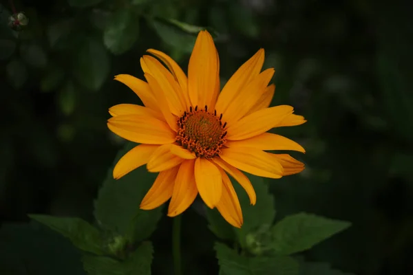 Sárga Virág Zöld Háttér — Stock Fotó