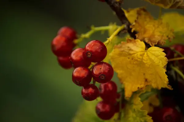 Groseilles Rouges Vives Sur Fond Vert — Photo