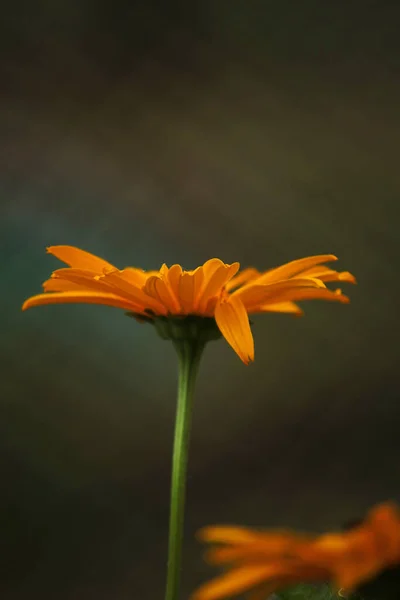 Flor Amarilla Sobre Fondo Verde —  Fotos de Stock