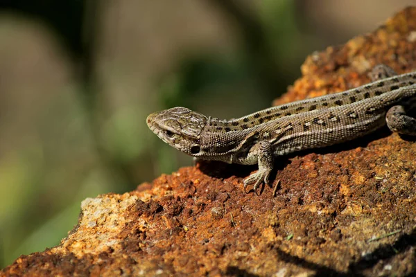 Lagarto Gris Piedra —  Fotos de Stock