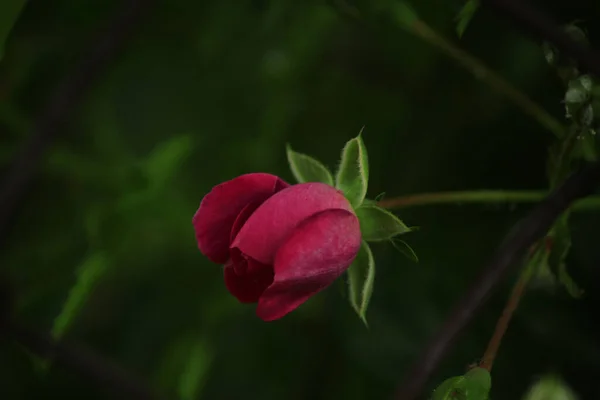 Röd Rosenknopp Grön Bakgrund — Stockfoto