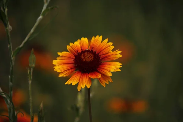 Röd Gul Blomma Sommaren — Stockfoto