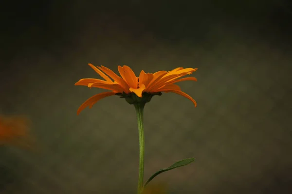 Fiore Giallo Sfondo Verde — Foto Stock