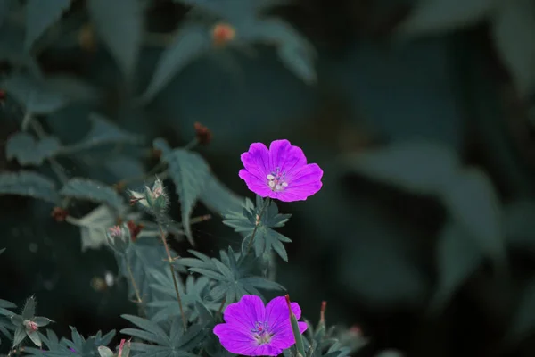 暗い背景にライラックの花を咲かせ — ストック写真