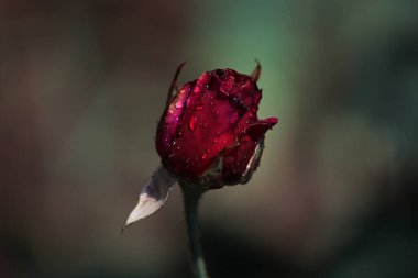 Yağmur damlalarında kırmızı gül tomurcuğu