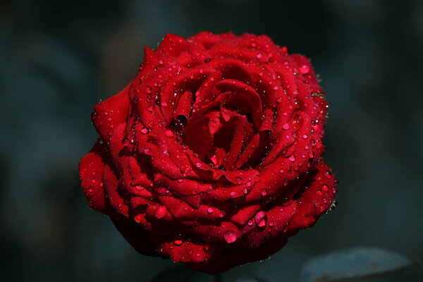 Red rose in raindrops
