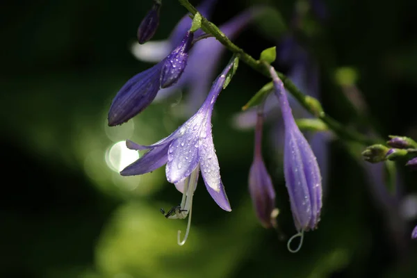Lilac Bellflower Rain — Stockfoto