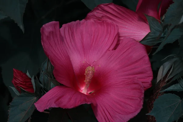 Flor Hibisco Vermelho Fundo Escuro — Fotografia de Stock