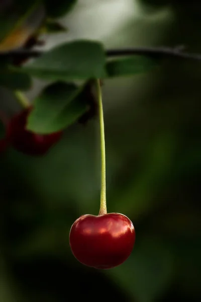 Cherry Berry Branch — Stock Photo, Image