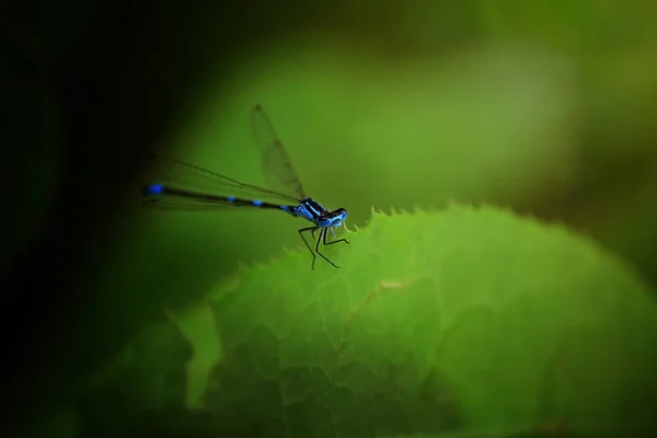 Blaue Libelle Auf Einem Grünen Blatt — Stockfoto