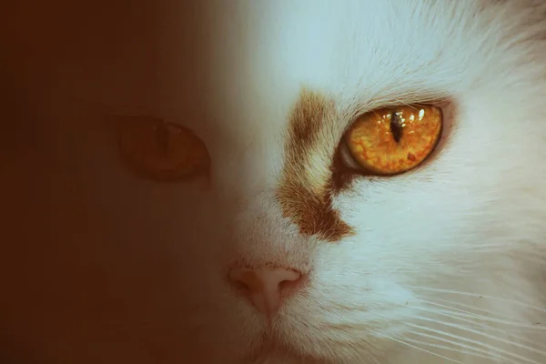 Yeux Jaunes Chat Blanc — Photo