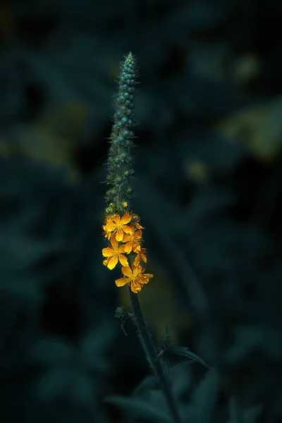 Wild Yellow Flower Forest — Stock Photo, Image