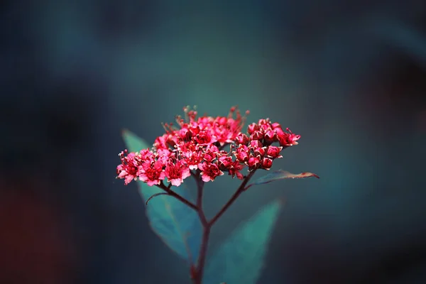 Jasne Kontrastujące Małe Czerwone Kwiaty Ciemnozielonym Tle — Zdjęcie stockowe