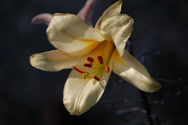 Κίτρινο Λουλούδι Κρίνο Close Σκούρο Φόντο — Φωτογραφία Αρχείου