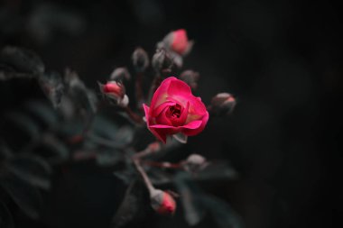 Siyah arkaplanda kırmızı bir gül tomurcuğu 