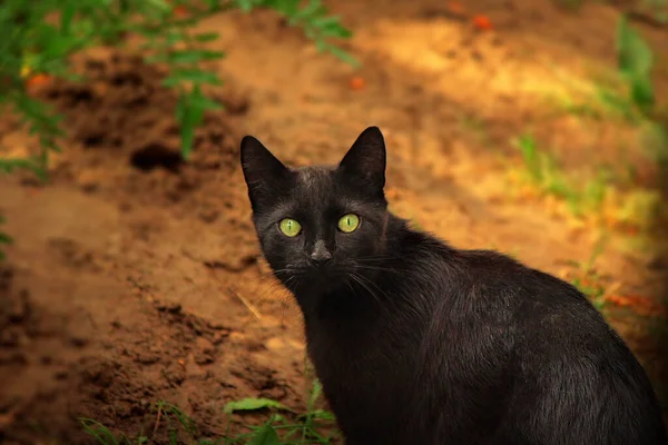 Gato Preto Chão — Fotografia de Stock