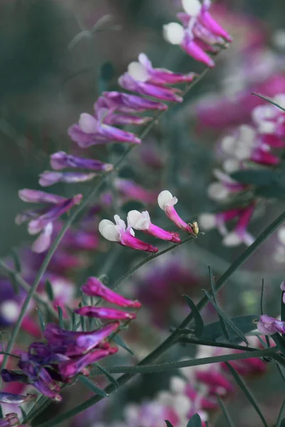 Jasně Růžová Bílá Myš Hrášek Květiny Zelené Listy — Stock fotografie