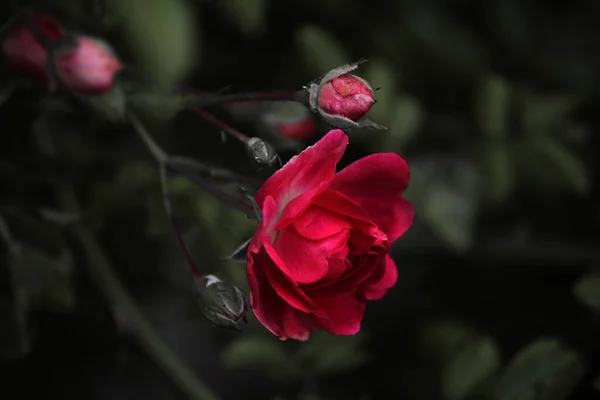 Rosa Roja Brillante Sobre Fondo Negro — Foto de Stock