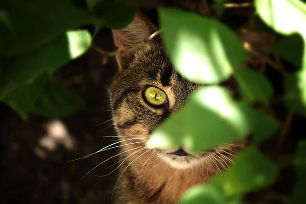 Curious Domestic Cat Look Close Fotografias De Stock Royalty-Free