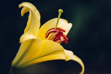 koyu arka plan üzerinde sarı zambak