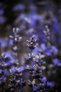 Yeşil yapraklı leylak mavisi lavanta çalısı. 