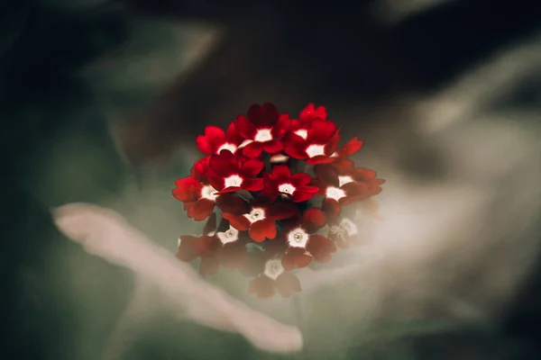 Mały Czerwony Biały Ogród Kwiaty Mały Bukiet — Zdjęcie stockowe