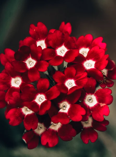 小红白花园花朵小花 — 图库照片