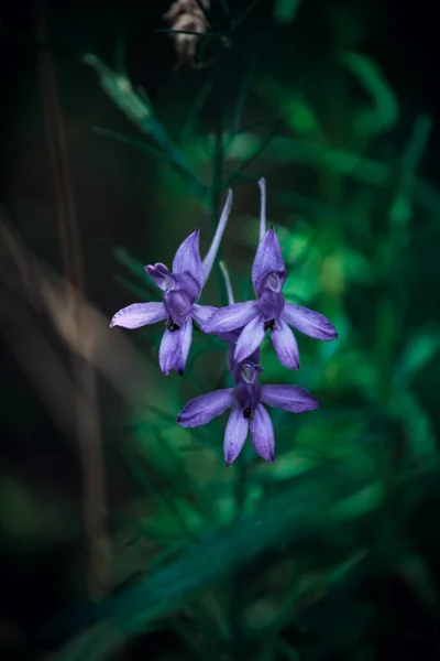 Divoký Modrý Květ Lese — Stock fotografie