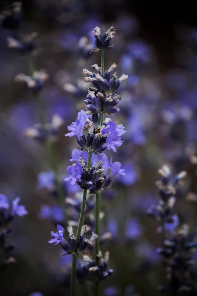 Thicket Lilac Blue Lavender Green Leaves — Stockfoto