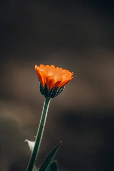 深色背景的橙色花对比 — 图库照片