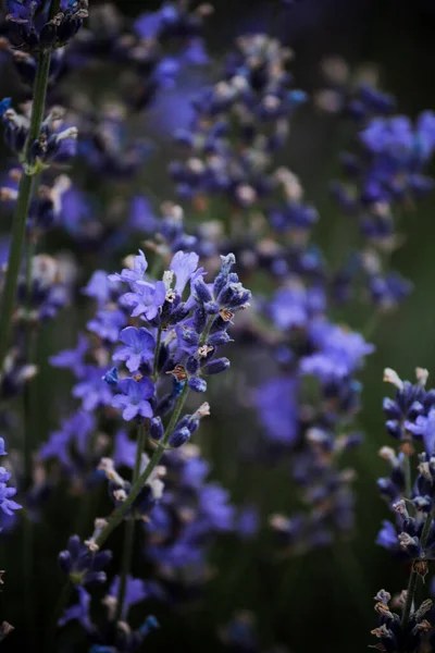 Thicket Lilac Blue Lavender Green Leaves — Stockfoto