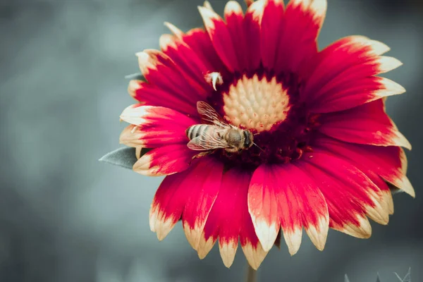 Bee Red Gerbera Flower — Stock fotografie