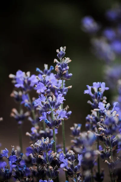 Thicket Lilac Blue Lavender Green Leaves — Foto de Stock