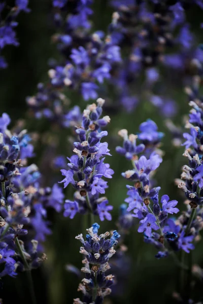 Thicket Lilac Blue Lavender Green Leaves — Fotografia de Stock