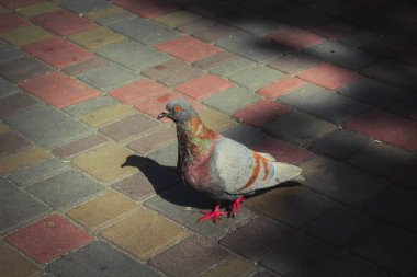 Gri şehir güvercini yakın plan 